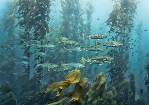 Kelp forest with fishies