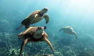 Shore Buddies Wisdom Wednesday - Sea Turtles swimming peacefully in ocean.jpg
