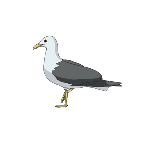 Stephen Seagull.png