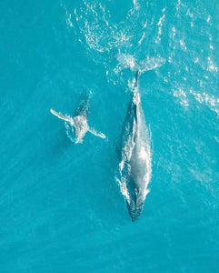 Two whales swimming side by side. Photo by Amy Mercer.