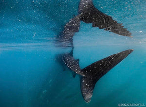Photo of a whale shark swimming through the ocean. Photo by @inkacresswell on Instagram.